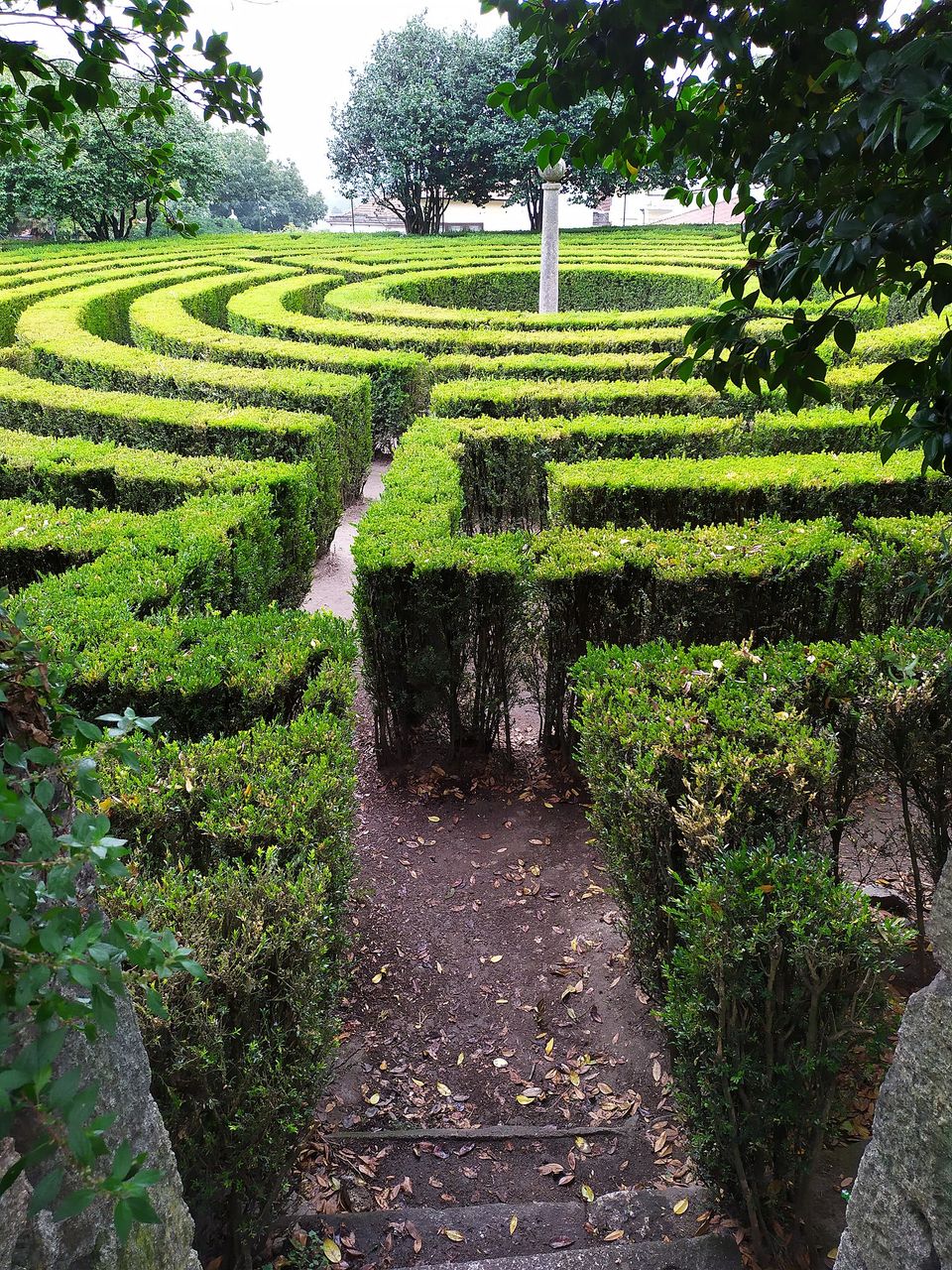 Hedge maze in Parque São Roque da Lameira